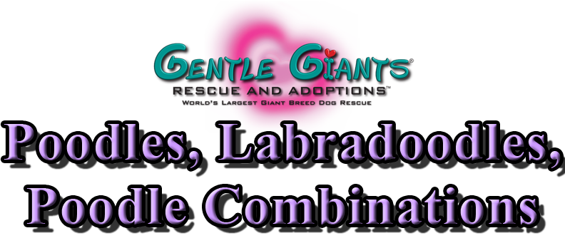 Greyhounds at Gentle Giants Rescue and Adoptions